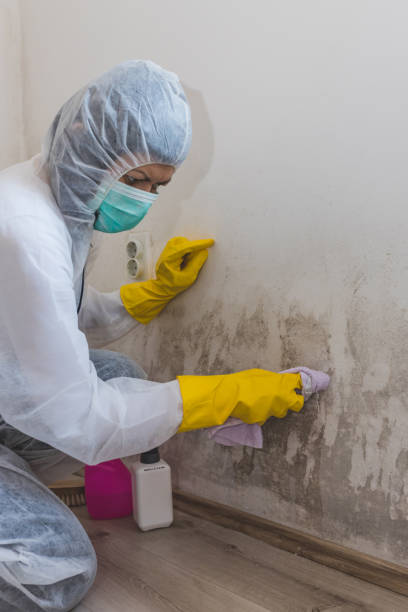 Best Water Damage & Mold Remediation  in Madeira, OH