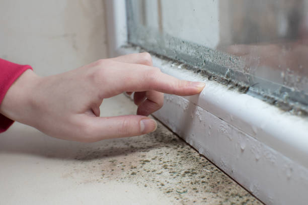 Mold Odor Removal Services in Madeira, OH