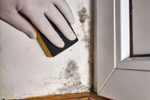 Best Mold Odor Removal Services  in Madeira, OH